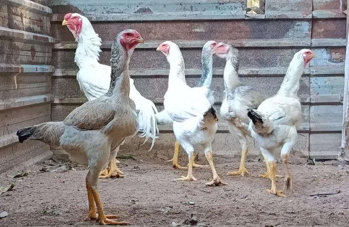 Ovos