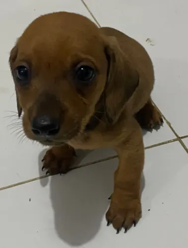 Filhote de dachshund miniatura