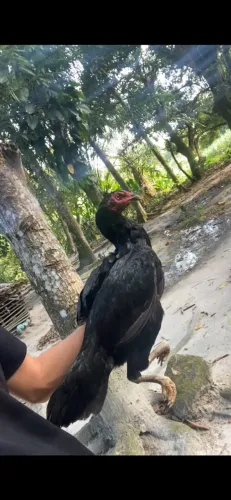 Galinha de raça 
