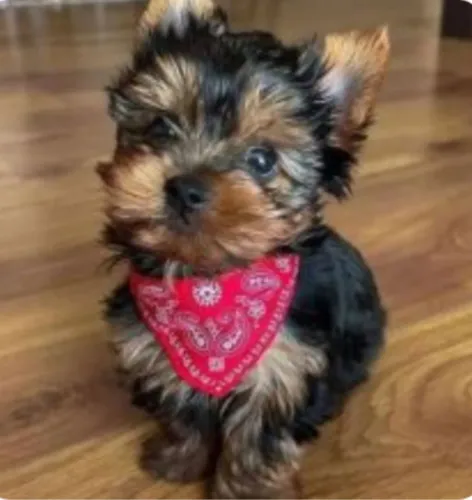 Sua linda bb de Yorkshire tamanho micro!!!