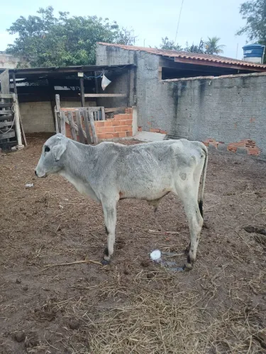 Vendo bezerro