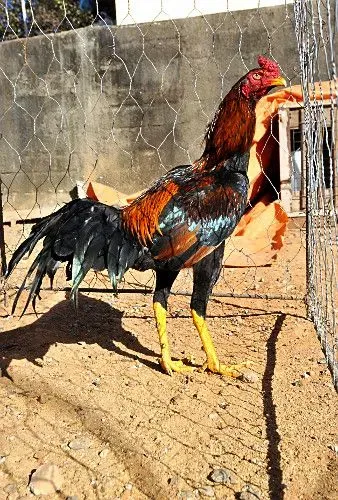 Galo índio é galinha índio