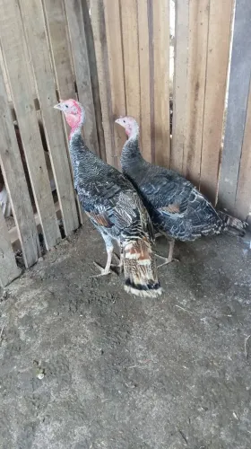Casal de peru
