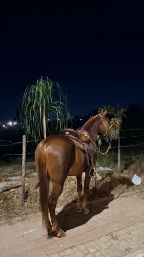 Cavalo manga larga 