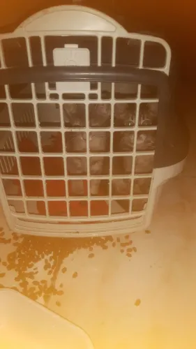 3 filhotes de Gato sem raça definida