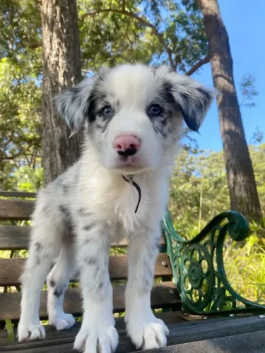 Border Collie blue merle