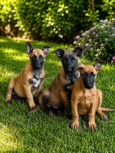 Vendo lindos filhotes de Pastor belga Malinois 
