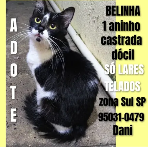 Gatinha pra doação