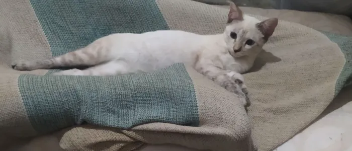 Filhotes de siamês pra adoção!!!