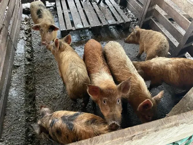 PORCOS