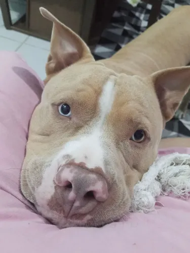 Eros quer uma namorada rs