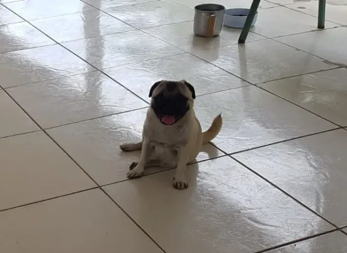 Filhote de Pug