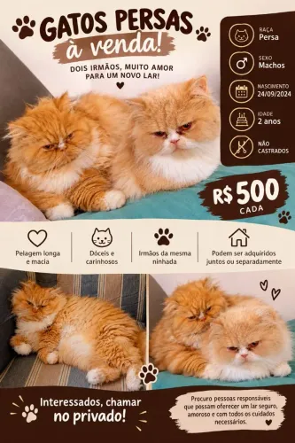 Gatos persas