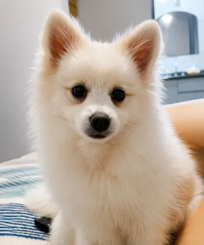 Lulu da Pomerânia