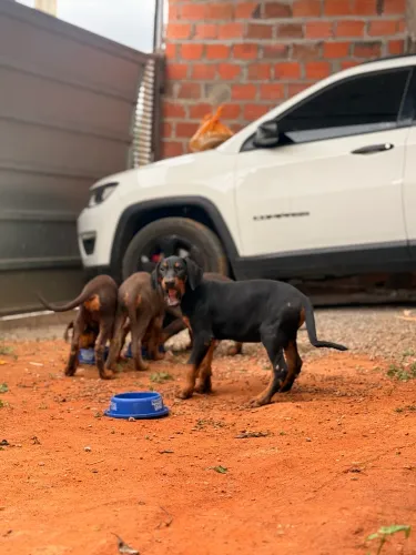 Filhote de Doberman puro 
