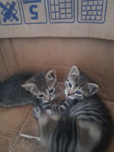 Gatas fofas e dóceis pra doação