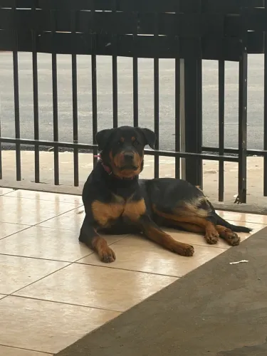 Doação de filhote de rottweiler