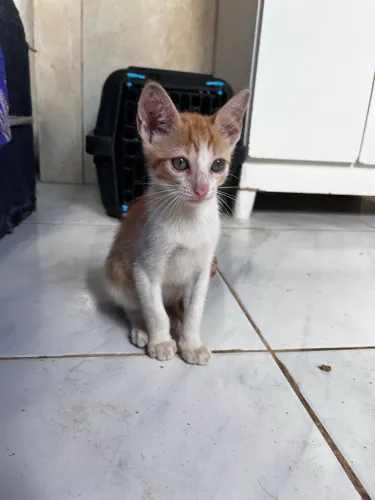 Doação de gato