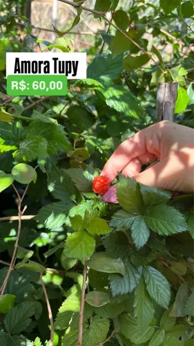 Muda de Amora Tupy Produzindo 