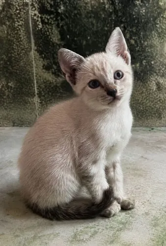 Gatinha para doação 