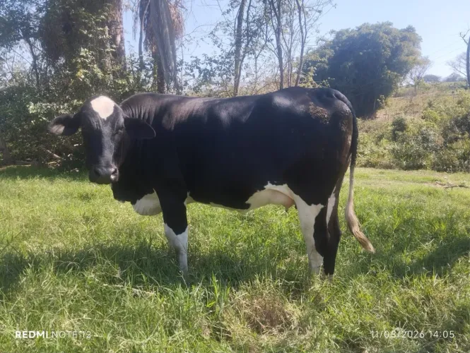 Novilha mojando
