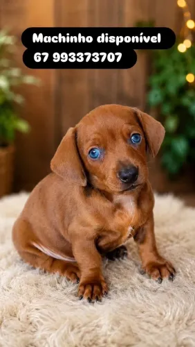 Dachshund macho arlequim vermelho