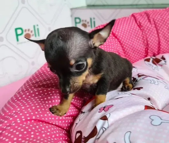 Pinscher mini (00)