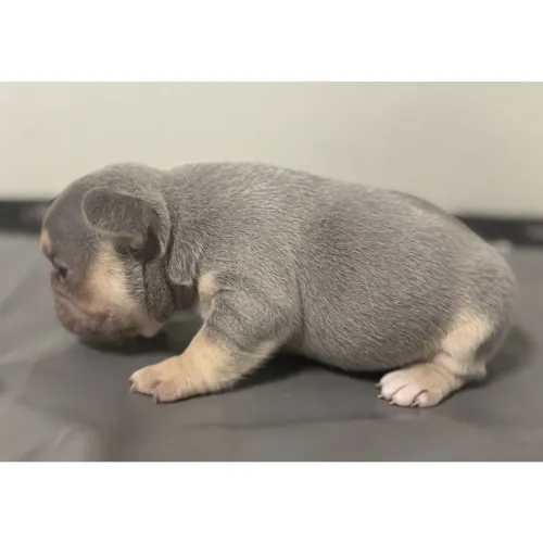 BullDog Francês- Uma dose dupla de charme e roncadinhas gostosas.