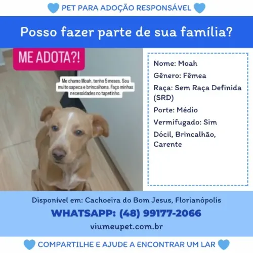 Filhote para adoção responsável