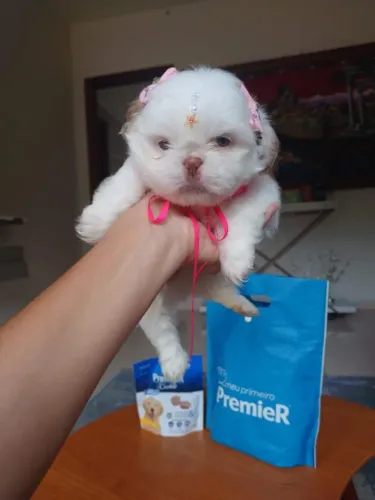 maltês micro