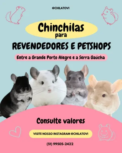 Chinchilas para Revendedores