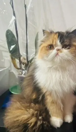 Vende gata persa