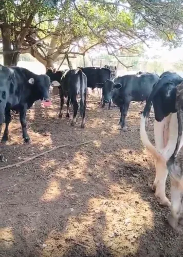 Vacas leiteiras e bezerros 