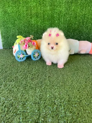 A mais linda Lulu da pomerania femea