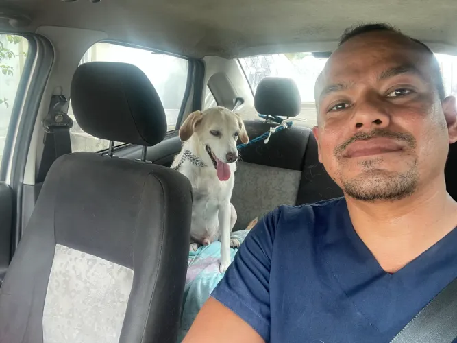 Transporte animais