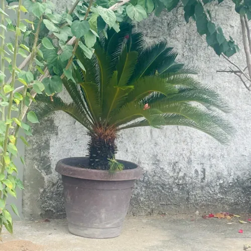 Vende-se Palmeiras vivas