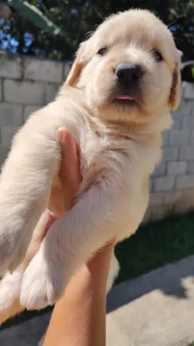 Filhote Golden Retriever, Seu novo cãopanheiro está ansioso para te encher de amor!