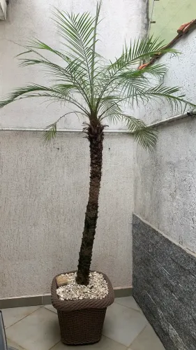 Palmeira Fênix (+ terra, vaso e pedras)