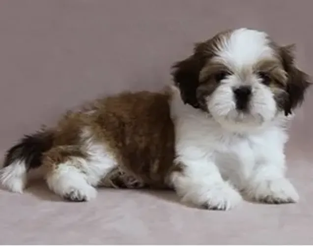 Shih-Tzu Fêmea Liver and White: Um Encanto de Filhote Para Você!