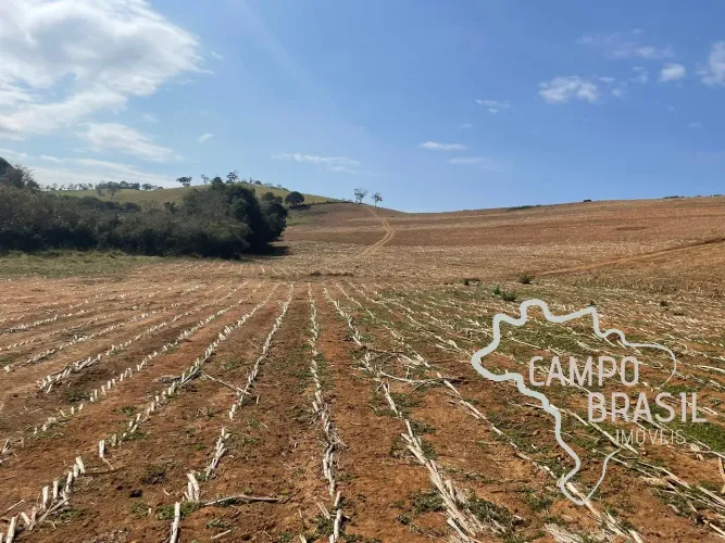 FAZENDA 250 HECTARES DE CRIAÇÃO DE ZEBUÍNO, NELORE MOCHO, PURO DE ORIGEM (PO), PORTEIRA FE