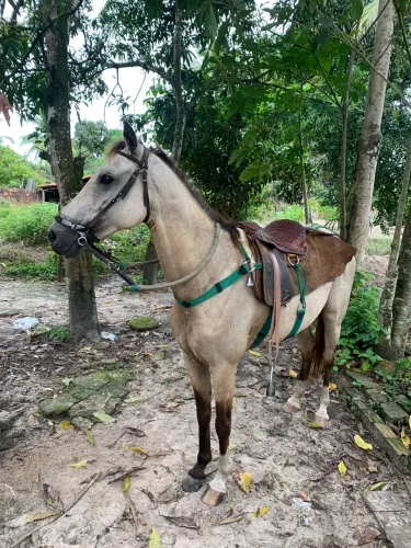 Égua mansa na pega de boi no mato