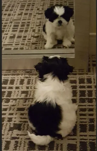 Shih tzu cordeiro