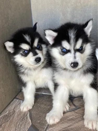 Husky Siberiano - Olhos Azuis!