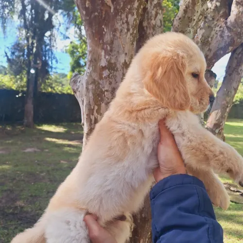 Filhote de Golden Retriever parrudos linhagem boa 