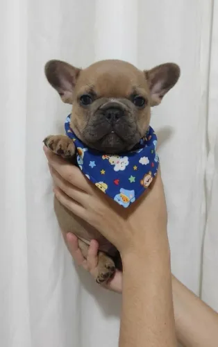 Filhote Bulldog Francês