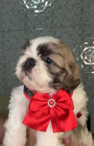 Shih-tzu com 50 dias vermifugada 