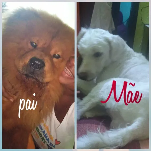 Filhotes de poodle com Chow Chow 