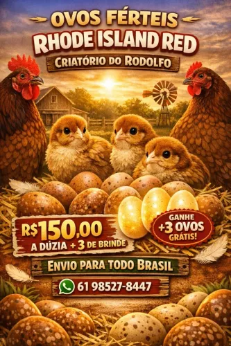 Ovos Galado de Rhode Island Red Pura