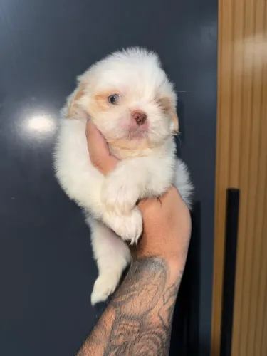 Shih tzu exótico parcelo até 12x