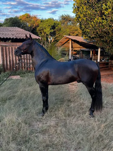 Vendo Cavalo Mangalarga Marchador registrado !